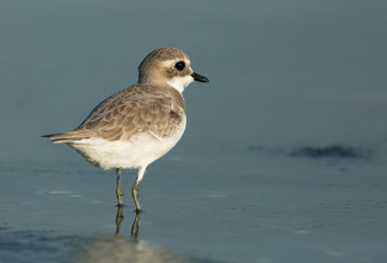 Closeup of Lesser sand plover