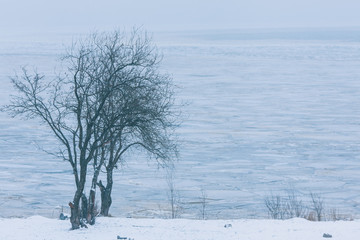 Fototapeta premium Lonely tree, cold landscape. A tree on the background of a frozen pond.