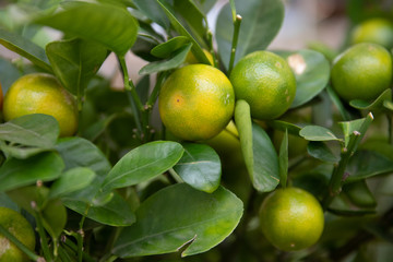 Fresh lime on a tree branch. Citruses in the greenhouse. A lot of lime