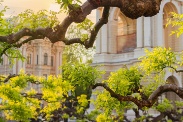 Background of Sophora japonica branches against the historic buildings