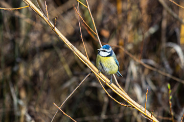 Blue tit perched on a branch