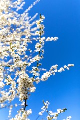 Blossoming trees in spring with blue sky. White flowers trees against blue sky. Orchard in spring. A beautiful day.