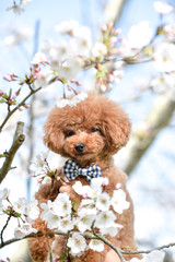 桜とトイプードル