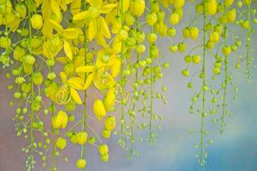 Golden shower flowers on colored smoke background