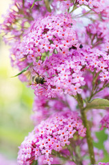 Obraz premium Garten: Flieder im Sommer mit Schmetterling