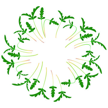 Microgreens Shungiku. Arranged in a circle. White background