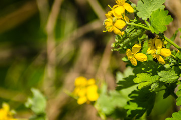 Yellow blooming flowers of the Chelidonium majus plant 