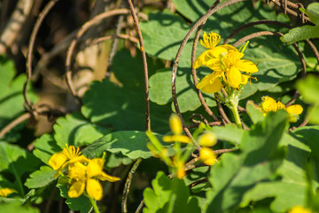 Yellow blooming flowers of the Chelidonium majus plant 