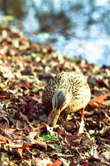 Enten im See