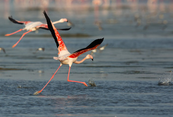 Greater Flamingo running to fly at Aker creek, Bahrain