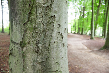 Baumstamm im Wald