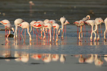 Greater Flamingos feeding at Eker creek, Bahrain