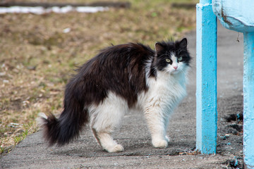 Naklejka na ściany i meble A black and white cat with fear leaned its back to the gray sand near the blue corner of the house, a homeless cat