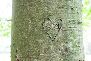 Baumstamm im Wald