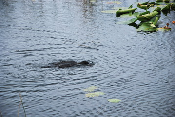 Alligator in Everglades National Park, Florida
