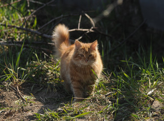 Red cat on the green grass, in Kiev, April 4, 2020