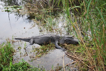Alligator in Everglades National Park, Florida
