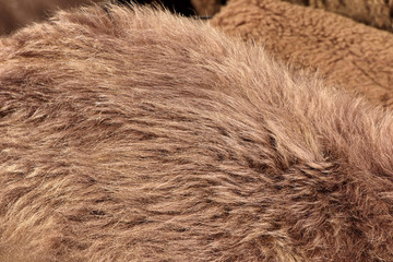 Fur of wild animal. Brown fur background. Close up. Fur of brown bear