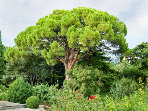 Old tree of the stone pine in park