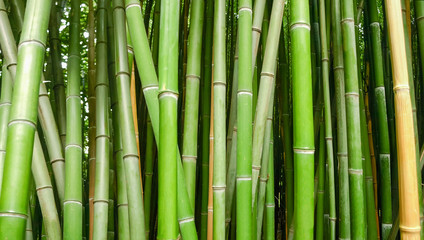 Background of bamboo stems, fragment in selective focus
