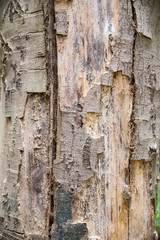 Baumstamm im Wald
