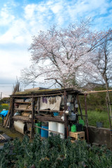 畑と満開の桜咲く春景色