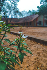 Obraz premium garden in the garden