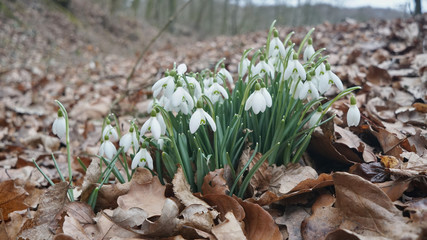 Snowdrops in leafs