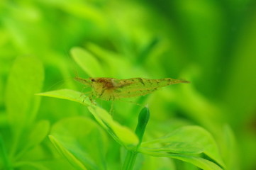 ミナミヌマエビ