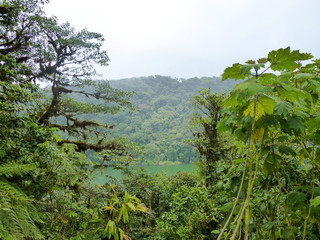 Obraz na płótnie Canvas Rain Forest in Arenal Volcano National Park in Costa Rica