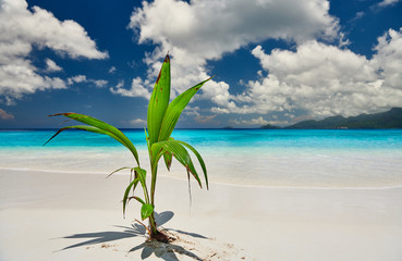 Palm tree growing from coconut on beautiful beach