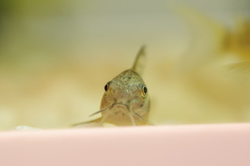 コリドラスの顔　熱帯魚