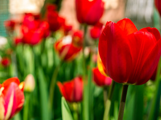 Beautiful red tulip flowers blooming in spring. Blurred red tulips