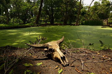 Skulls of animals lying in the green valley of the wilderness