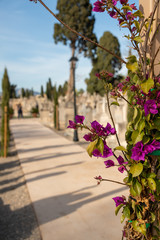 Fototapeta na wymiar Blick durch einen blühenden Strauch auf einen Friedhof in Spanien