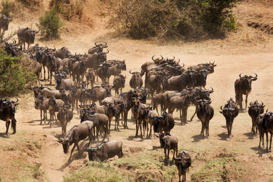 Wildebeest at the banck of Mara river