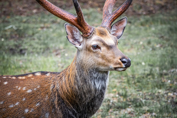Deer in Belovezhskaya Pushcha. Belarus.