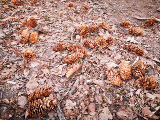 Brown spruce cones lie on the ground strewn with dry foliage last year. Abstract background.