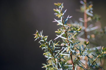 Close up of coniferous plant
