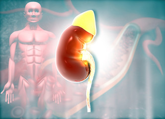 Human kidney on medical background. 3d illustration