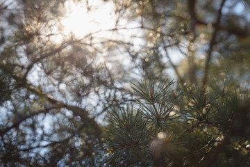 Sunlight through pine trees
