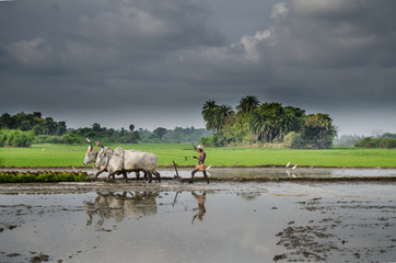Farmer busy in cultivating paddy field