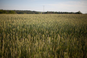 field, ear, cereal, barley, rye, grain, ripe, wheat, seed, gold, outdoor, growth, golden, season, sky, yellow, summer, harvest, sunlight, blue, landscape, plant, horizon, rural, scenic, scene, country