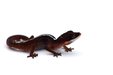 The cat gecko isolated on white background