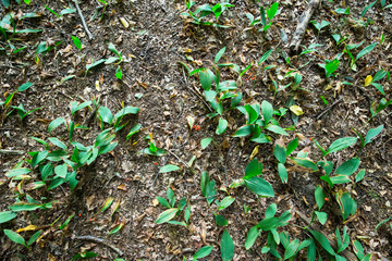 Waldboden: Erde, Laub und Äste auf einem Waldboden, Platz für Text/Typo