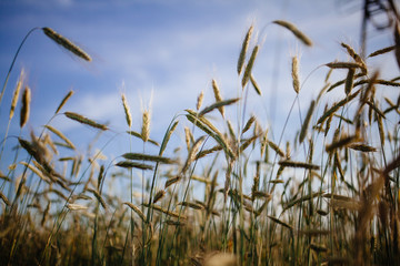 Field of golden cereal ears