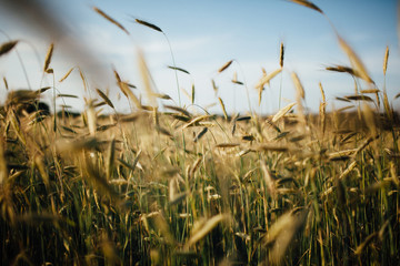 Field of cereal ears