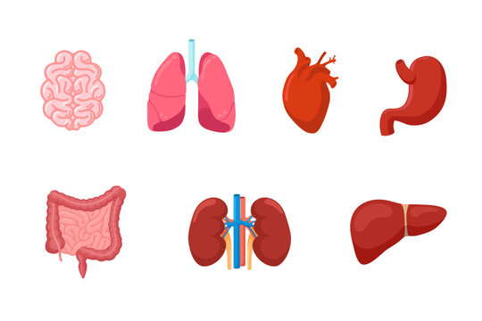 Human anatomy internal organ set with brain lung intestine heart kidney liver and stomach. Vector illustration