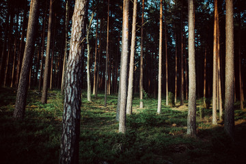 trees trunks in the forest