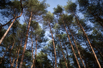 tall pine trees in the forest